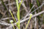 Baldwin's milkwort